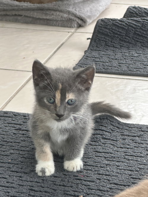Freya