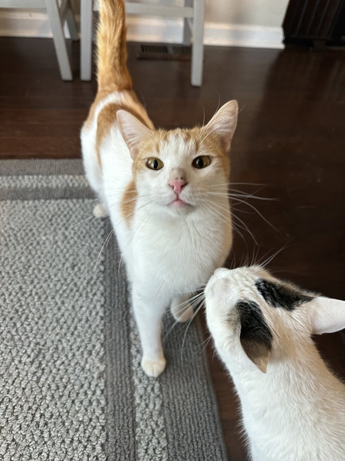 APOLLO - Tabby / Domestic Short Hair available for adoption