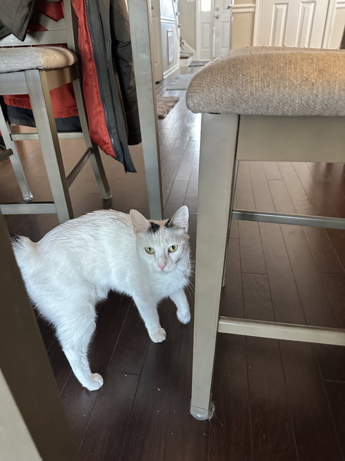 TITANIA - Tabby / Domestic Short Hair available for adoption