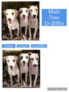 Leniel/Otto