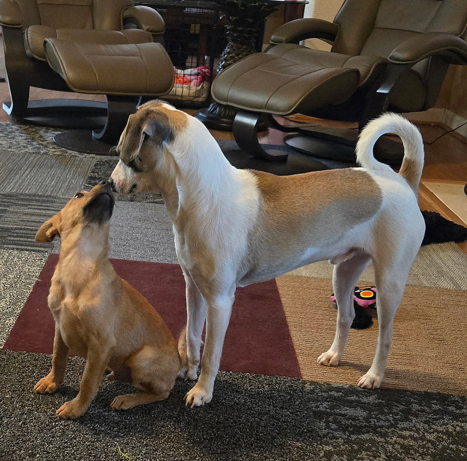 Chihuahua