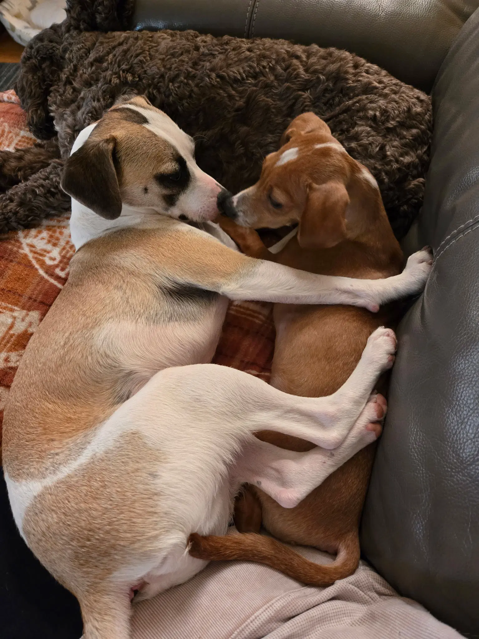 Otto - Beagle