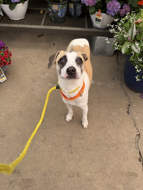 Otto, an adoptable Chihuahua in Virginia Beach, VA