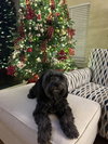 Howie