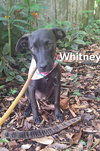 Whitney