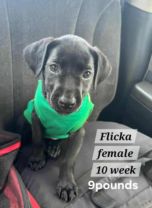 Flicka