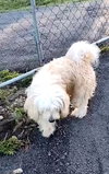 Cooper