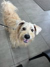 Cooper