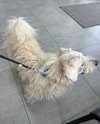 Cooper