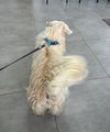 Cooper