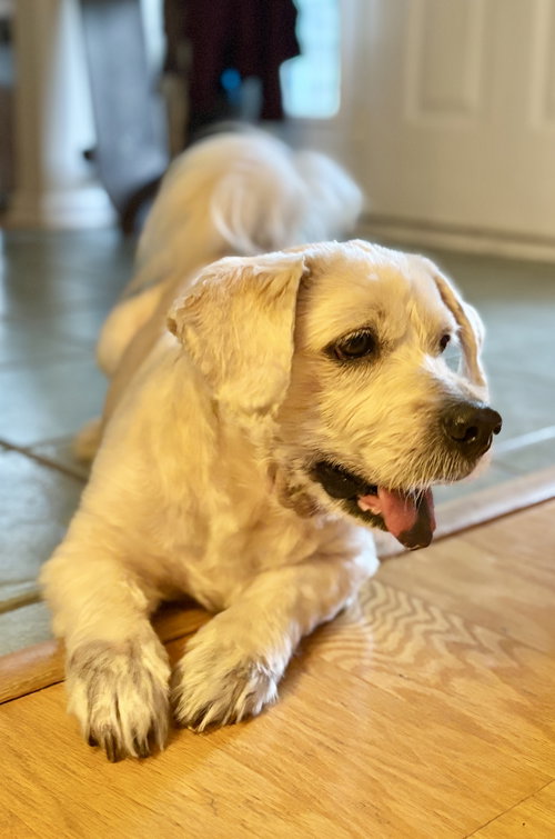 Cooper