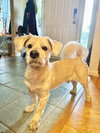 Cooper