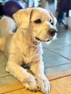 Cooper