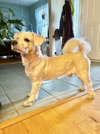Cooper