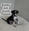 Brandon