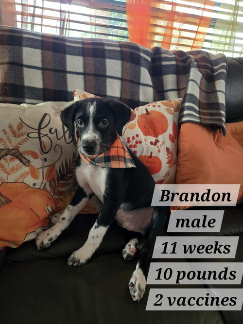 Brandon