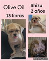 Olive Oil