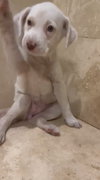 Agatha