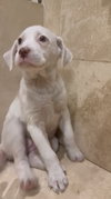 Agatha