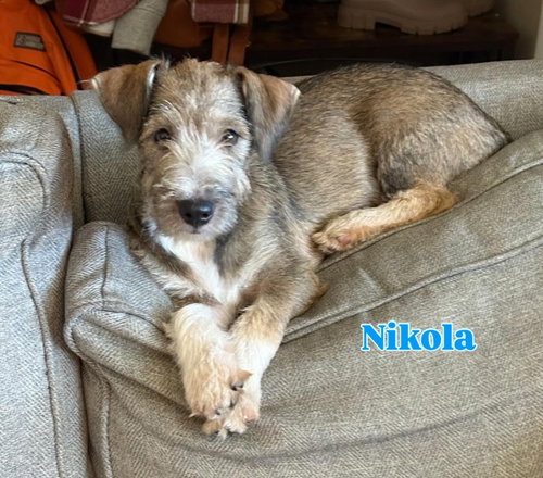 Jack / Nikola