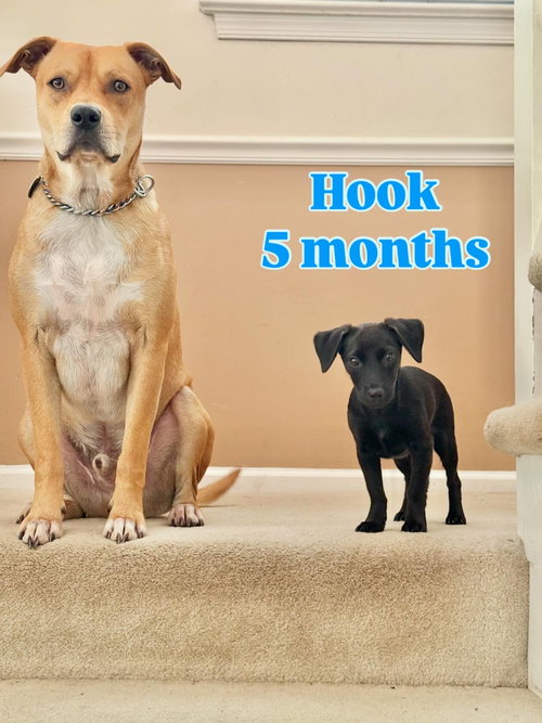 Hook