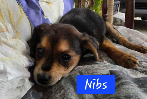 Nibs