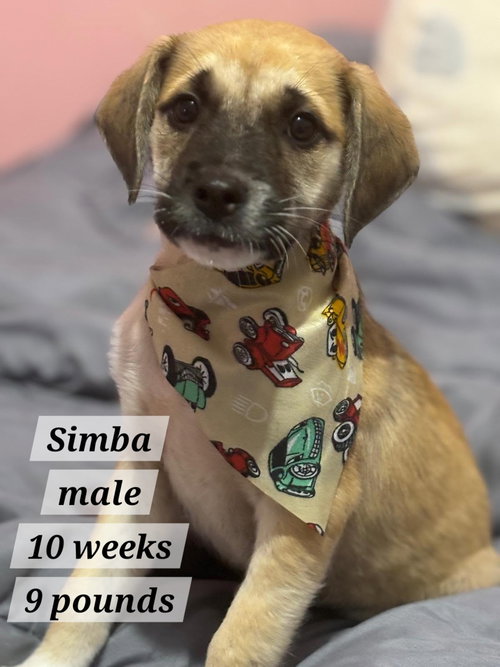 animal-image