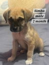Simba