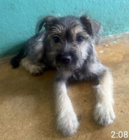 Eduardo