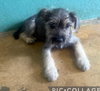 Eduardo