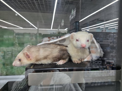 Casper the ferret