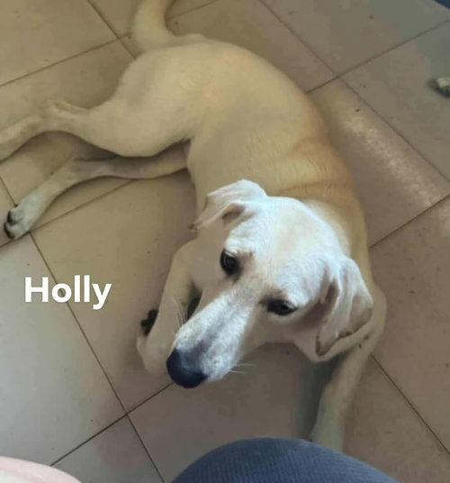 Holly