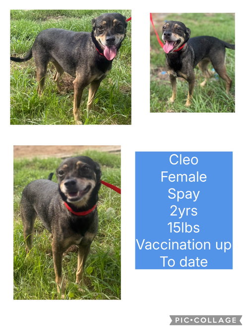 Cleo