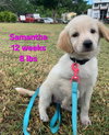 Samy/ Benson