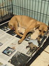 Samy/ Benson