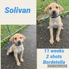 Solivan/Bennett