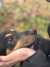 Cameo
