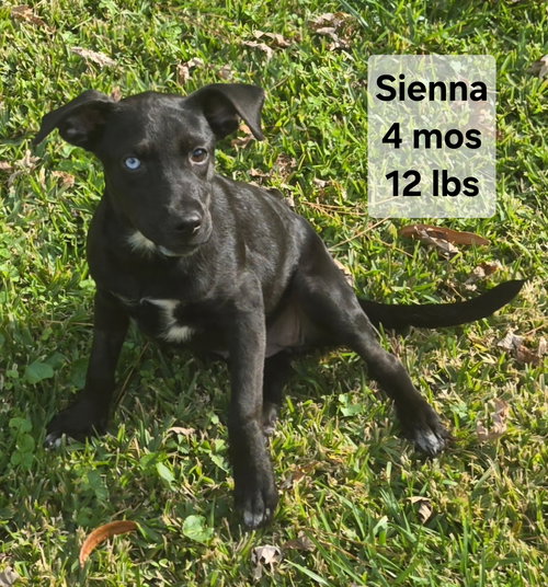Sienna