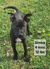 Simba