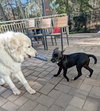 Simba