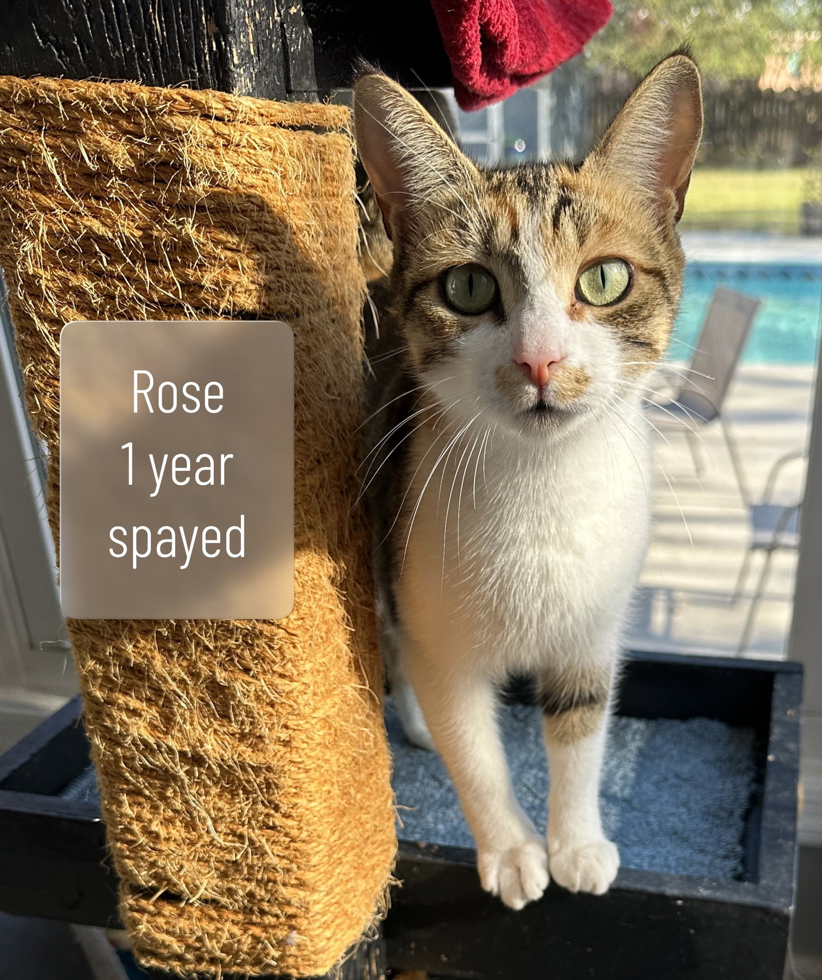 Rose Image
