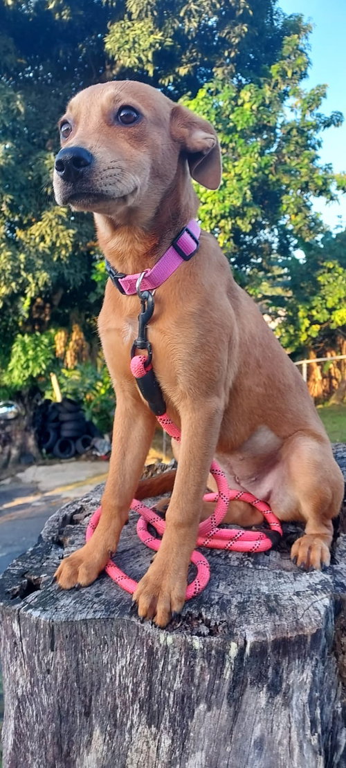 Zimba