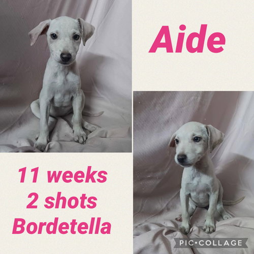 Aide