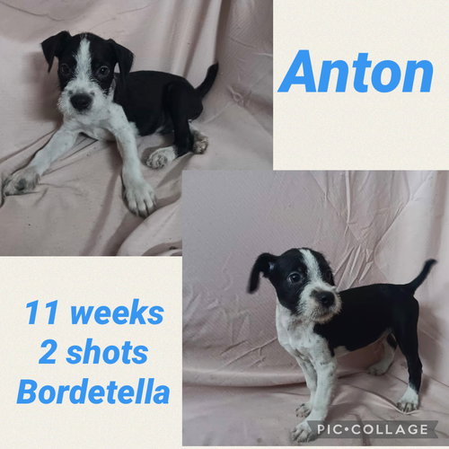 Anton