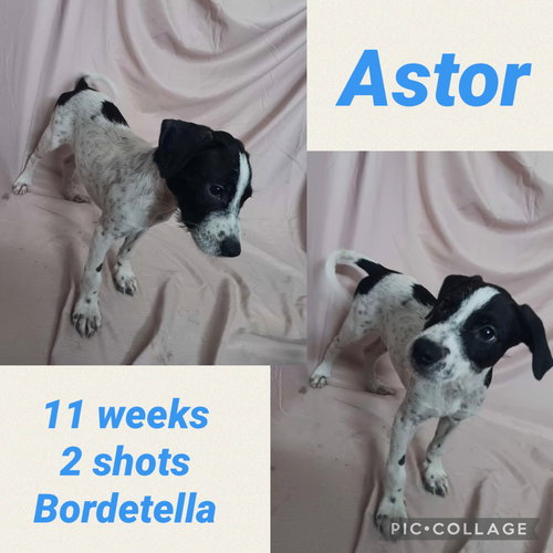 Astor