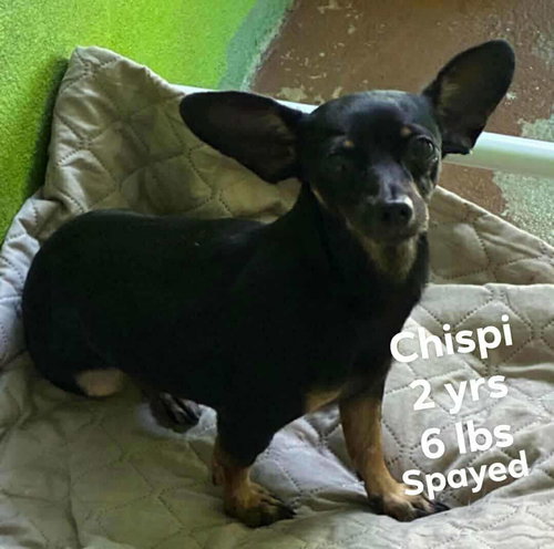 Chispi