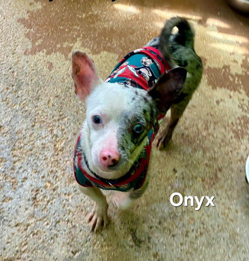 Onyx