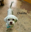 Chester