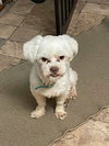 Chester