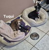 Tuqui